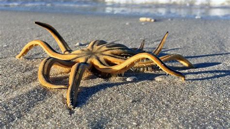 Nine Armed Sea Star Starfish Crawling On The Beach In Naples Fl