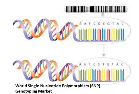 Explore Single Nucleotide Polymorphism SNP Genotyping