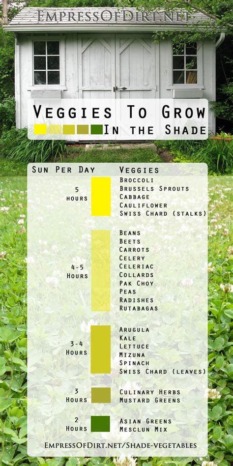 In conclusion, how much sun your succulents need depends on where you live and if they're growing indoors or outdoors. Best Vegetables to Grow in Shade (3-6 hrs of Sun ...
