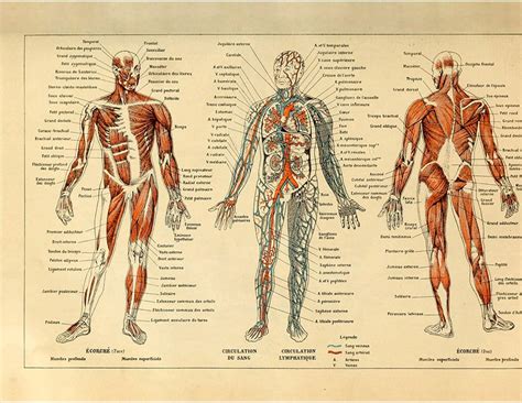 Amazonmeisheアートヴィンテージポスター印刷Human Anatomy参照Illustrationチャート図レイアウトblood