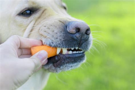 Can Dogs Eat Carrots Or Not Dogs Care