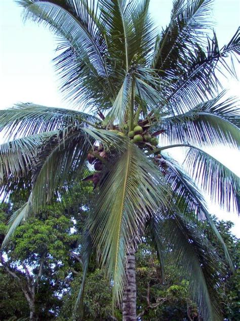 Coconut Palm Tree Pictures And Facts On Coconut Palm Trees