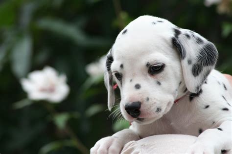 Dalmatian Dog Personality Appearances History And Pictures
