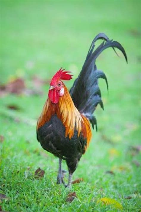 Red Junglefowl Rare Breed Chicks For Sale Cackle Hatchery