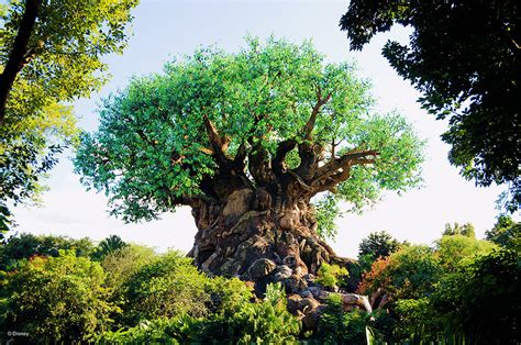 Vintage Walt Disney World Tree Of Life Disney Parks Blog