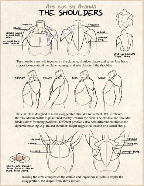 Anatomy Reference Shoulders And Chest
