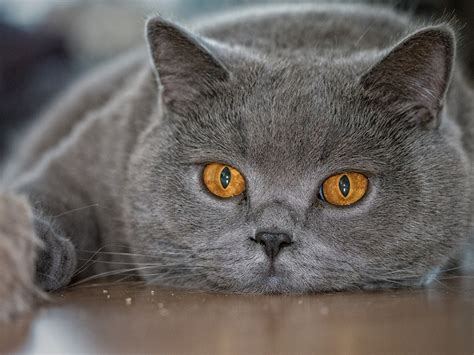 Photos Cats Grey Snout Animal Staring
