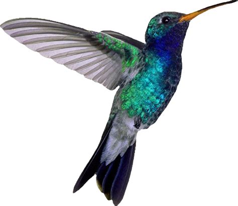 Hummingbird Transparent Images Png Play