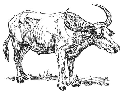 Buffalo coloring pages for adults. Coloring Page water buffalo - free printable coloring ...