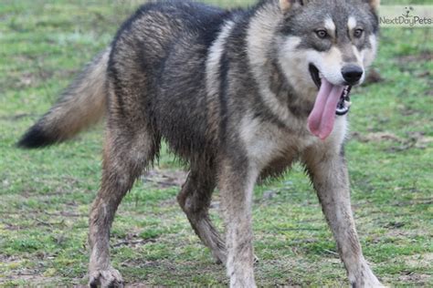 Wolf Hybrid Puppies Adoption Must See White German Shepherd