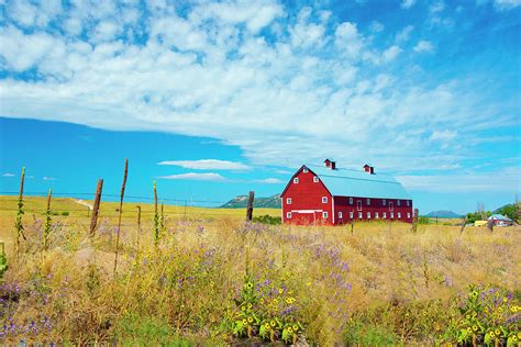 Red Barn On A Ranch With Wild Flowers Outside Colorado Springs C