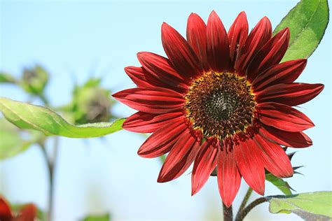 Sunflower Varieties Kellogg Garden Organics™