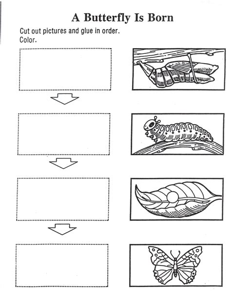 Gambar Butterfly Life Cycle Coloring Pages Home Sheet Printable Di
