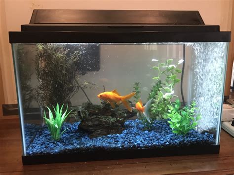 How To Set Up A Fish Tank The Scoop