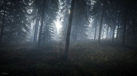 Thehunter Call Of The Wild Misty Forest 4k Ultra Hd Wallpaper