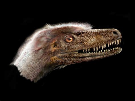 U Of A Paleontologists Discover Complete Skeleton Of Carnivorous Dino