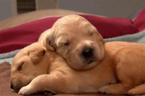 These Are The Cutest Labrador Puppy Pictures The Most