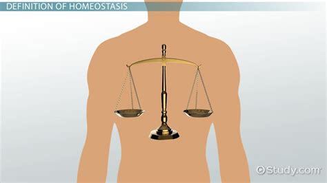 Homeostasis Definition Importance And Examples Lesson