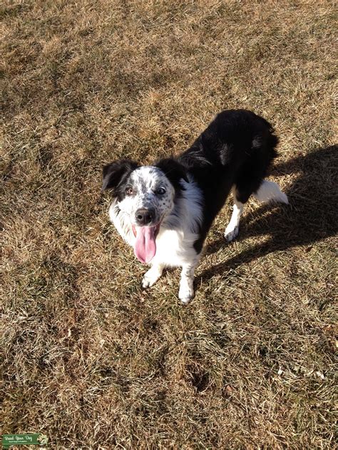 27 Black White Border Collie Pic Bleumoonproductions