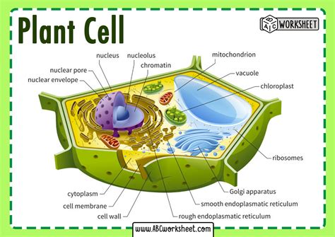 Plant Cell Parts And Structure