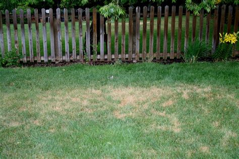 Jeffco Master Gardeners Brown Spots In The Lawn By Mary Small
