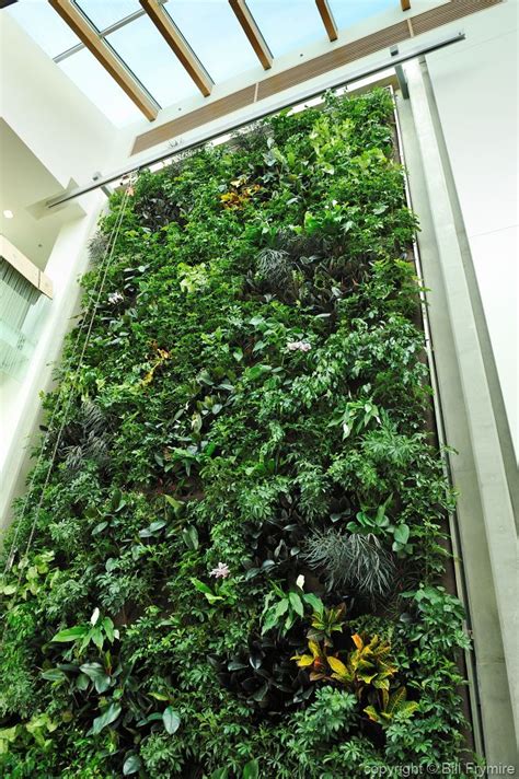 Living Wall Of Plants