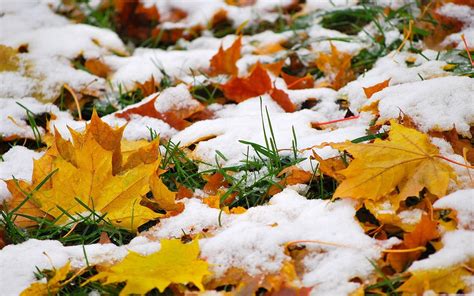 Autumn Leaves Covered With First Snow