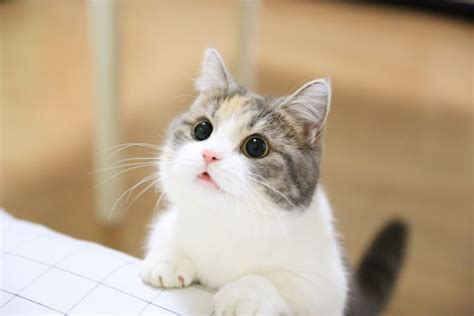Cat Animal Pet에 있는 Hye Young님의 핀 강아지 동물 귀여운 고양이 사진