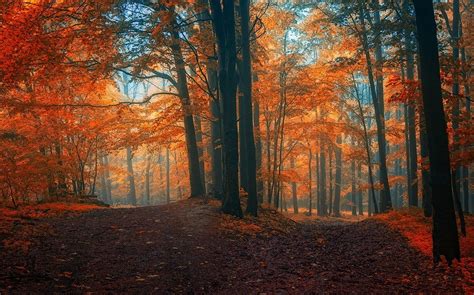 1230x768 Nature Landscape Forest Colorful Path Trees Fall Leaves