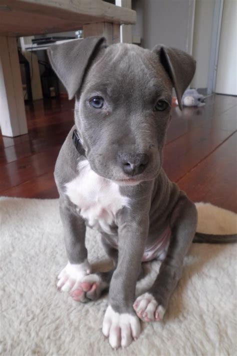 Related Image Grey Pitbull Puppies Pitbull Terrier Cute Dogs