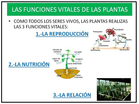 Funciones Vital Es De Las Plantas Hot Sex Picture