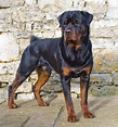 Male Rottweiler - a photo on Flickriver
