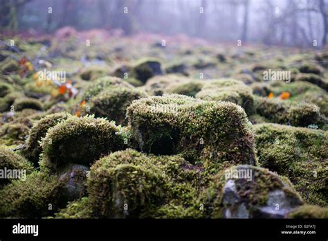 Mossy Rocks Hi Res Stock Photography And Images Alamy