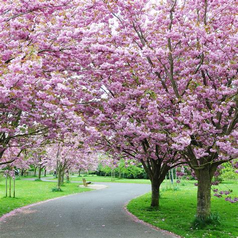 All About Cherry Blossoms Facts And Planting Tips Arbol De Cerezo