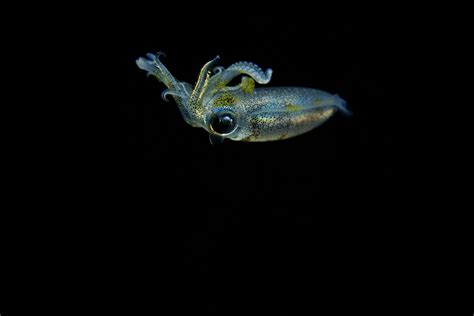 Little Squid Juzaphoto