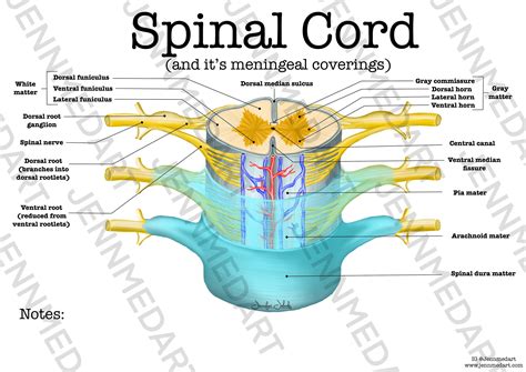 Spinal Cord Anatomy Worksheet Single Filled Digital Download Human