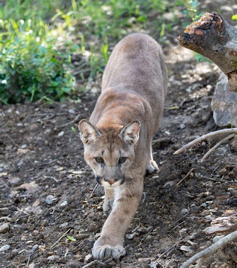 Three Orphaned Mountain Lion Cubs Rescued In California