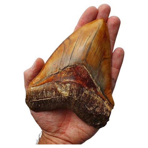 Exquisite Megalodon Fossil Shark Tooth For Sale At 1stdibs Megalodon