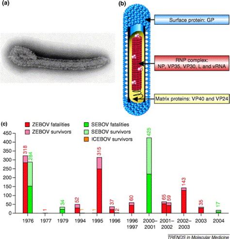 Aug 25, 2018 · here, you can only see the protein coat of the ebola virus. Ebola virus: unravelling pathogenesis to combat a deadly ...