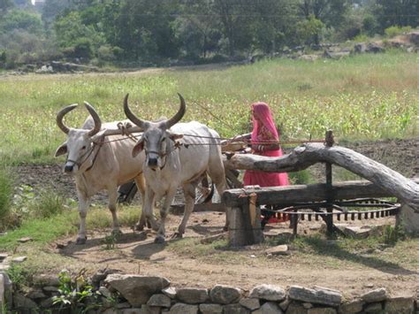 Woman And Ox Working Photo