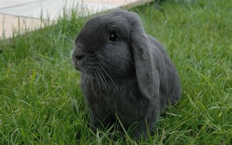 Love Wallpaper Black Rabbit In Grass