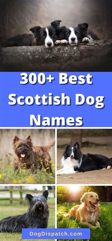 300 Best Scottish Dog Names 2022 Updated Dog Dispatch