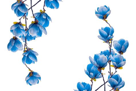 Blue Flowers White Background Stock Photos Pictures And Royalty Free