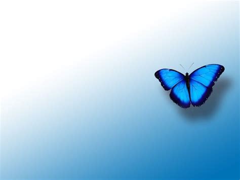 Free Download Blue Butterfly Backgrounds 1024x768 For Your Desktop
