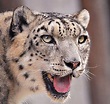Wikipedia:Featured picture candidates/Close-up of a snow leopard ...