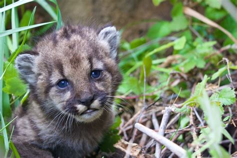 Cougar Cub Spotted At Uc Berkeley