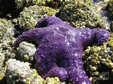 Purple Star Fish Photograph By Rea Gallery Pixels