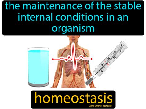 Definition Of Homeostasis In Science Definition Fgd