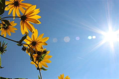 Цветок на солнце фото