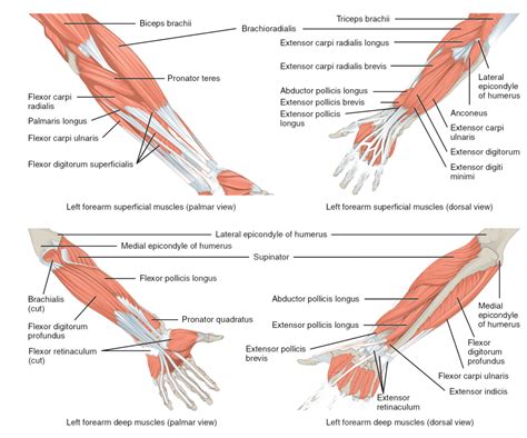 Arm Muscle Diagram : Lateral View Of The Superficial Muscles Of The Arm gambar png